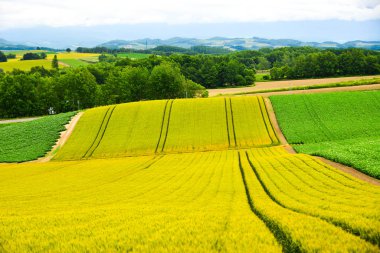 Yaz günü güzel kırsal manzara 