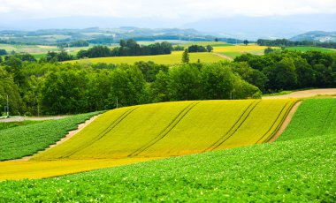 Yaz günü güzel kırsal manzara 