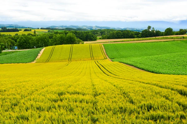 Beautiful rural scenery at summer day — Stock Photo, Image