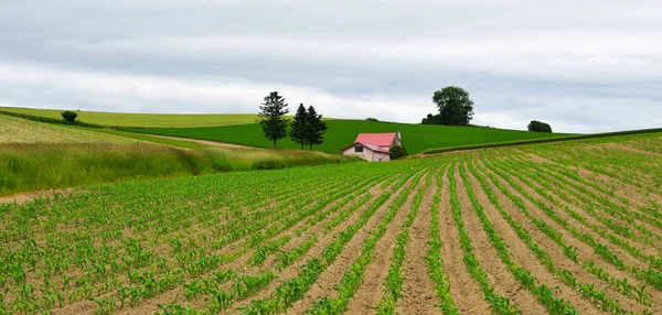 Stock image Beautiful rural scenery at summer day 