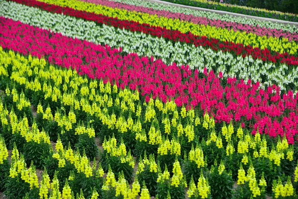 Színes virág mező Hokkaido, Japán — Stock Fotó
