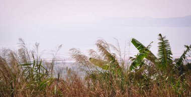 Güneşli bir günde orman manzarası 