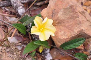 Ormanda yabani çiçekler 