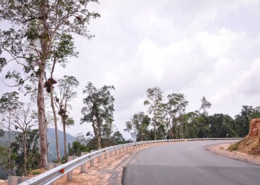 Yeşil ormanlı dağ yolu 