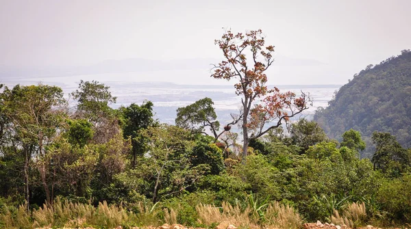 Paisaje de bosque en día soleado —  Fotos de Stock