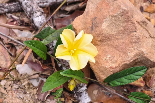 Fleurs sauvages à la forêt — Photo