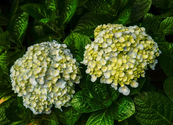 Yeşil yapraklı ortanca çiçekleri — Stok fotoğraf