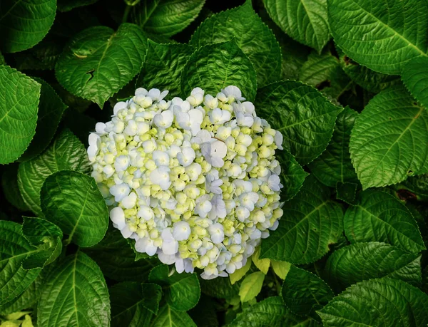 Yeşil yapraklı ortanca çiçekleri — Stok fotoğraf