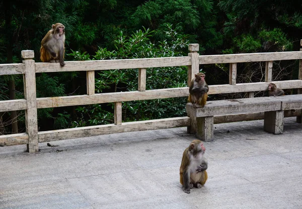 中国・張家江の森のサル — ストック写真