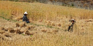 Çinli çiftçi pirinç tarlasında çalışıyor