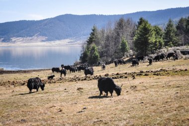 Pudacuo Ulusal Parkı, Yunnan, Çin
