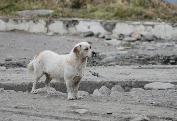 Pies w tybetańskiej wiosce — Zdjęcie stockowe