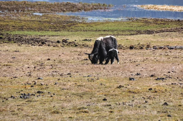 Pudacuo nationalpark i Yunnan, Kina — Stockfoto