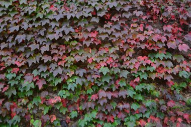 Ivy renkli yapraklarla kaplı duvar 