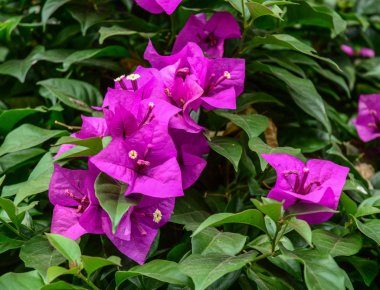 Güzel pembe Begonviller çiçekler 