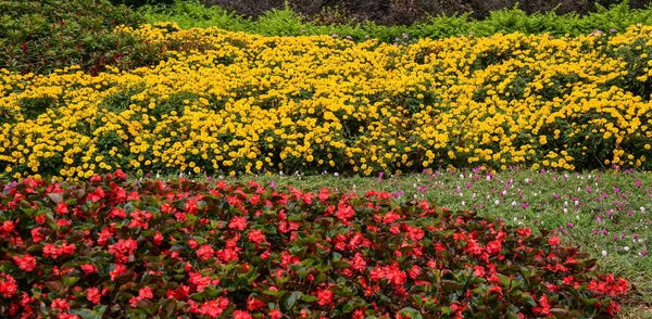 Kleine Blumen im Park zur Frühlingszeit — Stockfoto