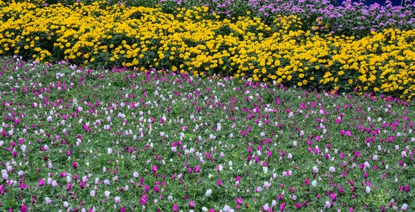 Flores pequeñas en el parque en primavera —  Fotos de Stock