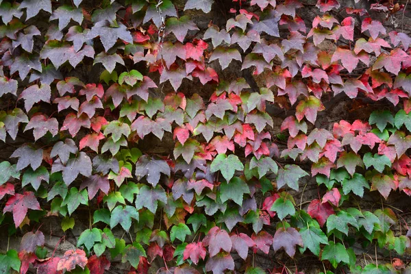 Parede coberta de hera com folhas coloridas — Fotografia de Stock