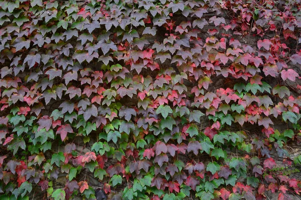 Pared cubierta de hiedra con hojas de colores —  Fotos de Stock