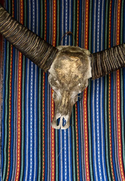 Cráneo de cabeza de toro para decoración — Foto de Stock
