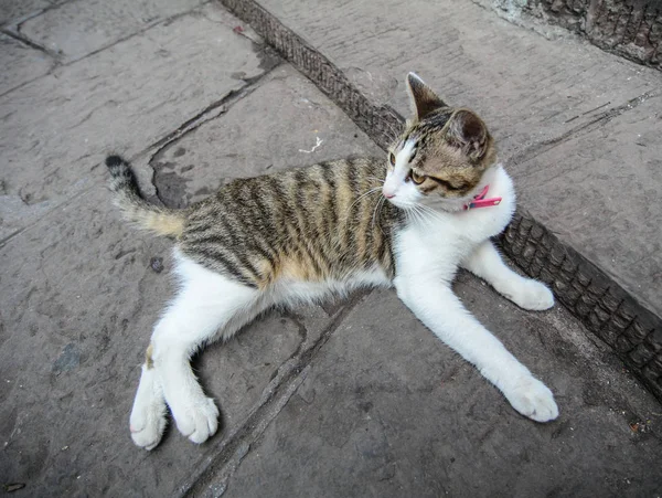 Seekor kucing lucu tergeletak di jalan — Stok Foto