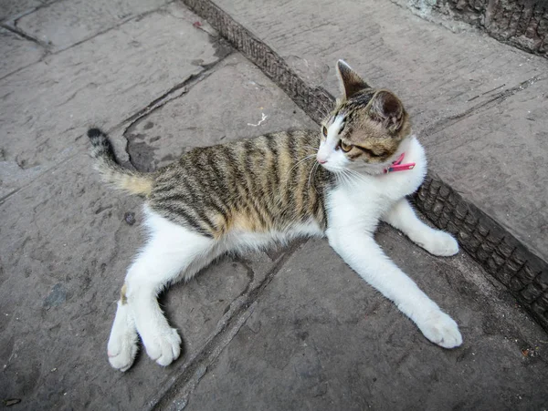 Un lindo gato tendido en la carretera — Foto de Stock