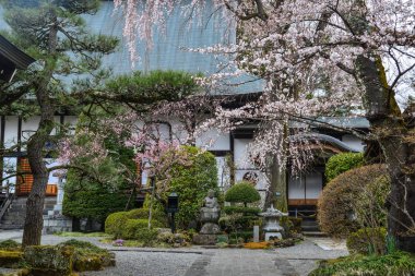 Kiraz çiçeği ile Antik tapınak 