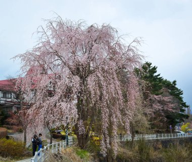 Cherry Blossom (Hanami)-Kyoto, Japonya