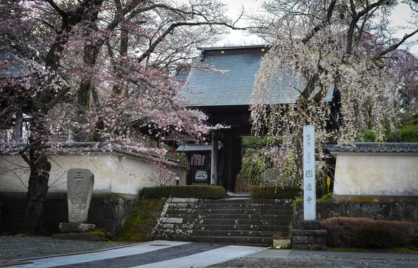 Forntida tempel med körsbärsblomma — Stockfoto