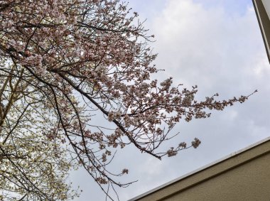 Cherry Blossom (Hanami)-Kyoto, Japonya