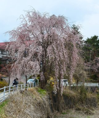 Cherry Blossom (Hanami)-Kyoto, Japonya