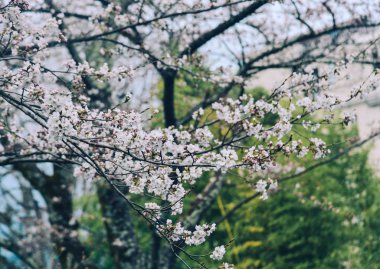 Cherry Blossom (Hanami)-Kyoto, Japonya