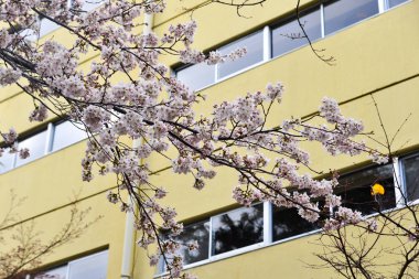 Cherry Blossom (Hanami)-Kyoto, Japonya