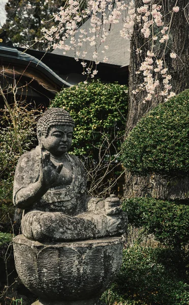 Buddha-Statue und Kirschbaumblüten — Stockfoto