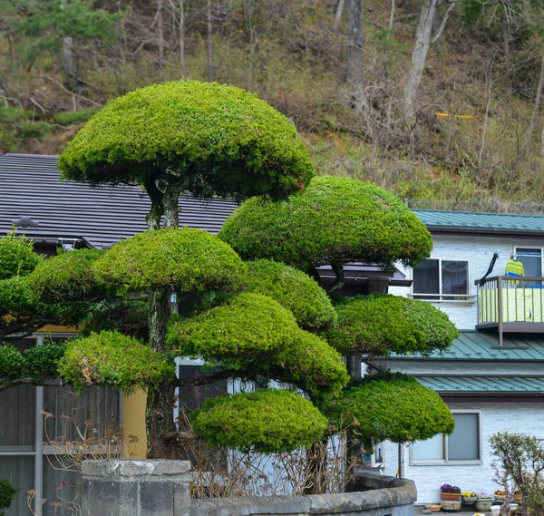 Plants and trees for decoration — Stock Photo, Image