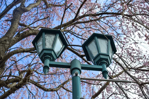 Vintage street lamp post with cherry flowers