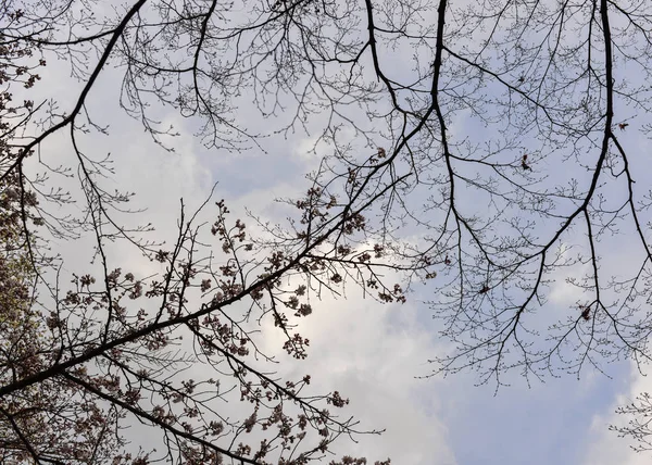 Flor de cerezo (hanami) en Kyoto, Japón — Foto de Stock