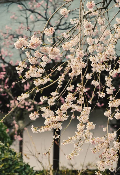 Fiori di ciliegio (hanami) a Kyoto, Giappone — Foto Stock