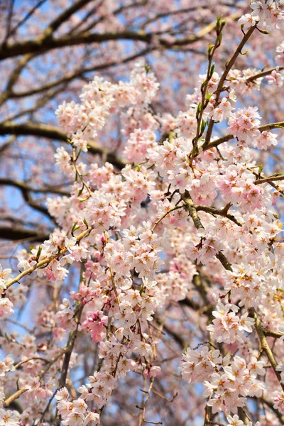 Flor de cerezo (hanami) en Kyoto, Japón — Foto de Stock