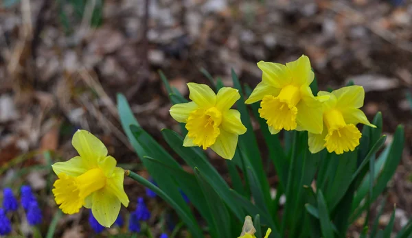 V jarní zahradě kvetou květiny — Stock fotografie