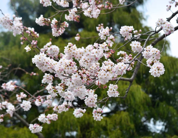 Cherry Blossom (Hanami)-Kyoto, Japonya