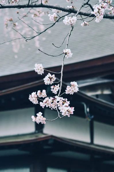 Cherry Blossom (Hanami)-Kyoto, Japonya