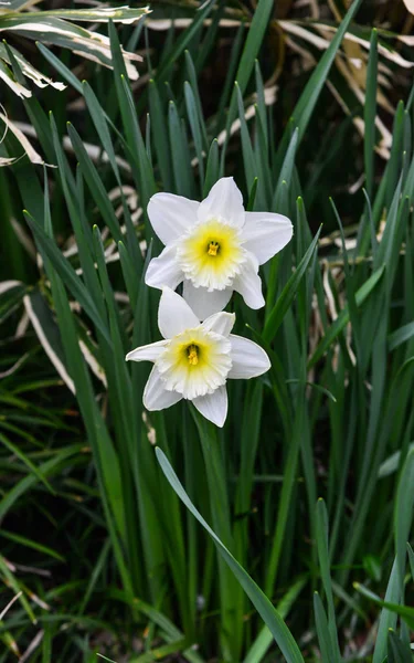 Bahar bahçesinde çiçek açan nergis çiçekleri