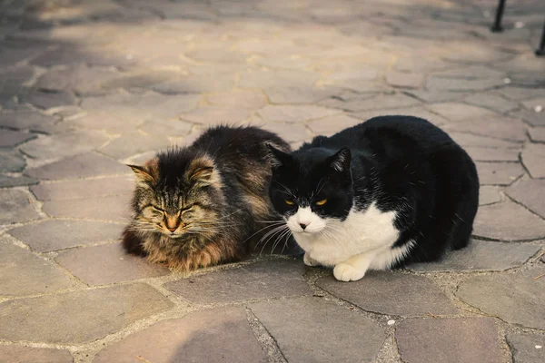 Güzel kediler kırsal evde güneşleniyor 