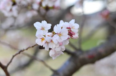Cherry Blossom (Hanami)-Kyoto, Japonya