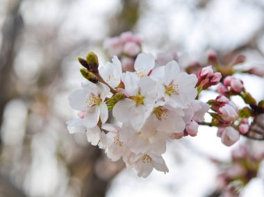 Cherry Blossom (Hanami)-Kyoto, Japonya