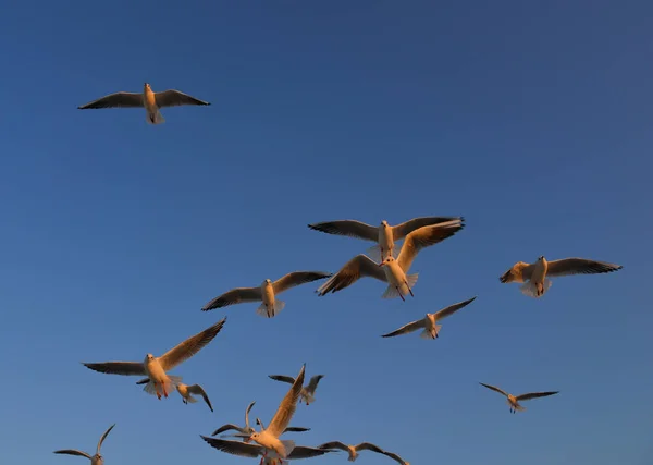 Gaivotas voando em um céu azul — Fotografia de Stock