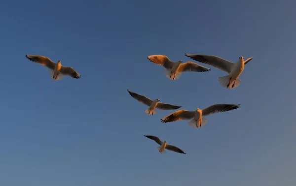 Gaivotas voando em um céu azul — Fotografia de Stock