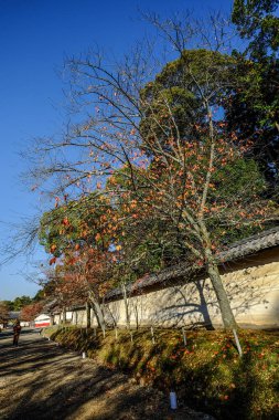 Sonbahar sahne Kyoto, Japonya 