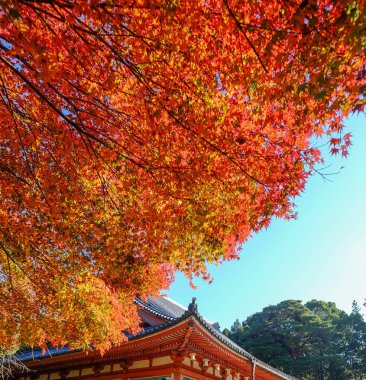 Sonbahar sahne Kyoto, Japonya 